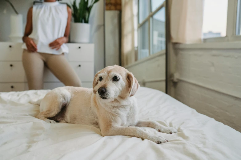 the dog is laying on the bed with its owner