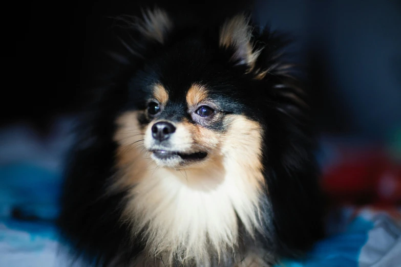 a small dog is sitting down and looking at the camera