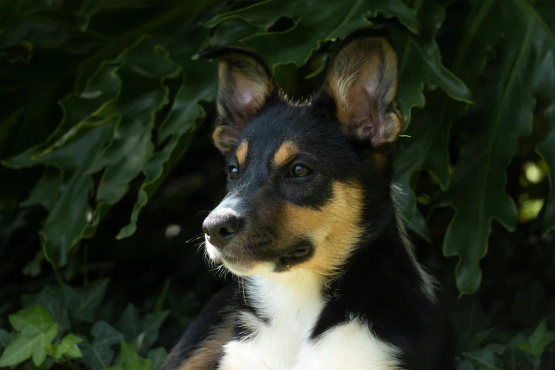 the black, brown, and white dog is outside by some bushes