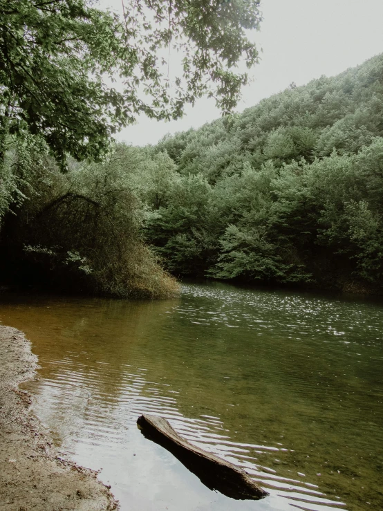 trees and water near a river and some bushes