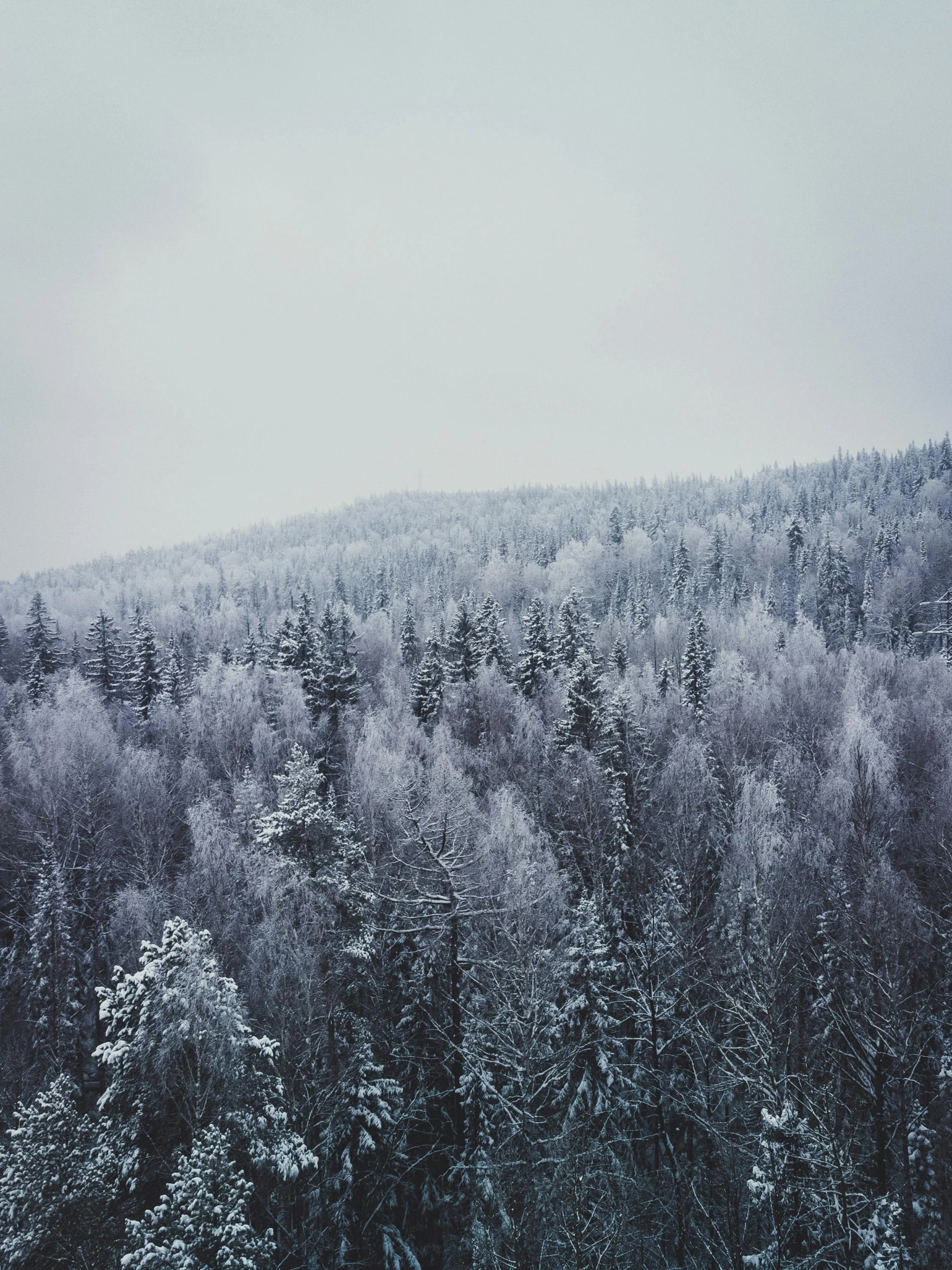 a snowy mountain with trees on the sides