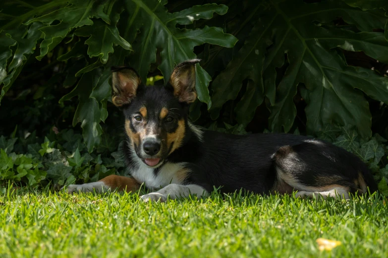 the small dog is laying in the yard