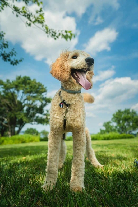 a small tan dog is standing in the grass