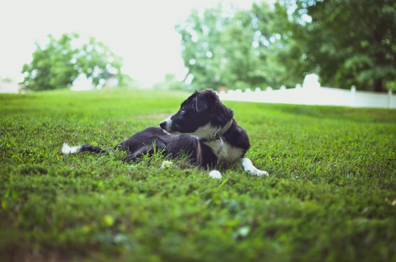 a black and white dog laying in the grass