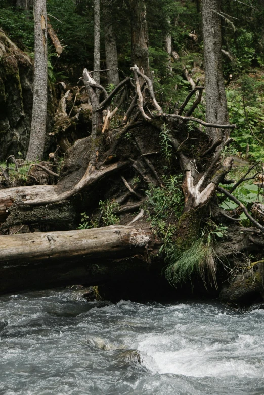 a fallen tree in the middle of a river