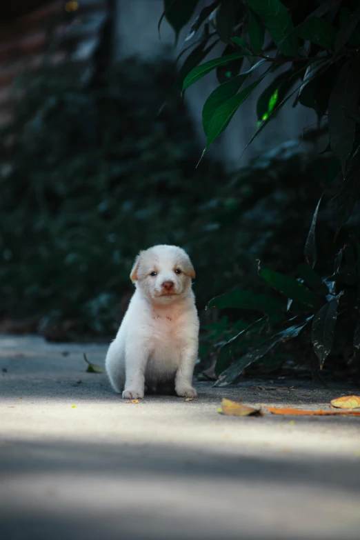 the white puppy is sitting down outside in the yard