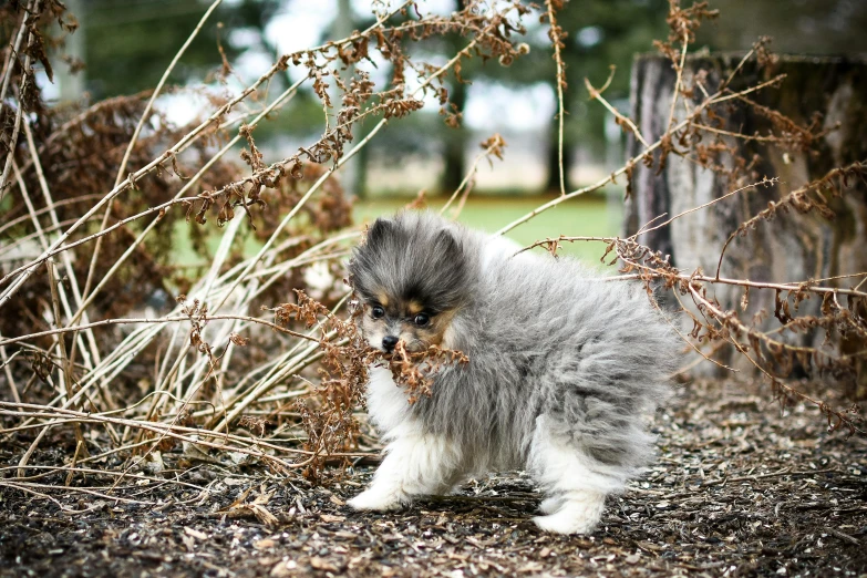 a puppy walking in the middle of a field