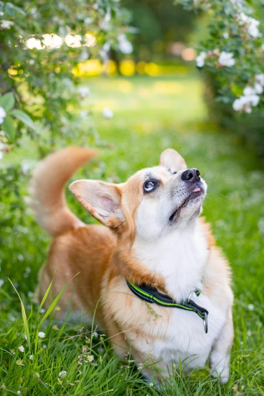small dog on leash looking up to air, sitting on green grass