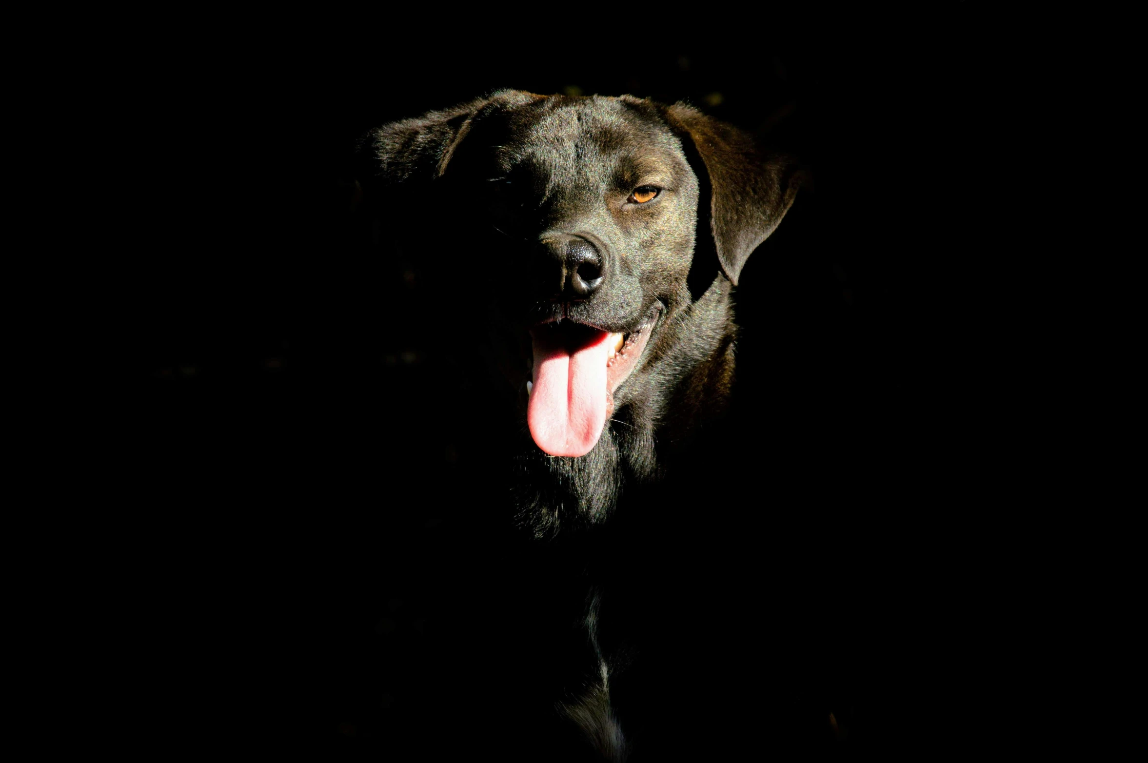 a dog standing in the dark with its tongue out