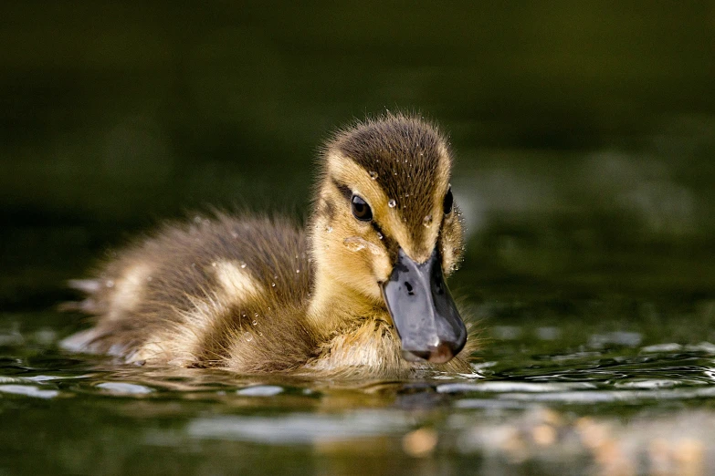 a duckling swims in the middle of the lake