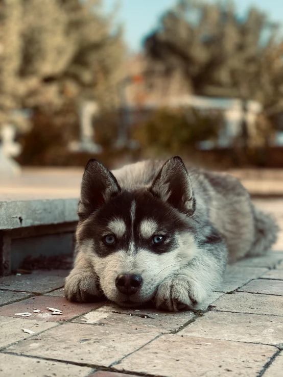 there is a very cute puppy laying on the ground