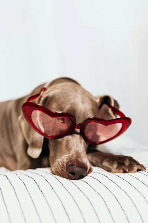 a brown dog wearing some red heart shaped glasses