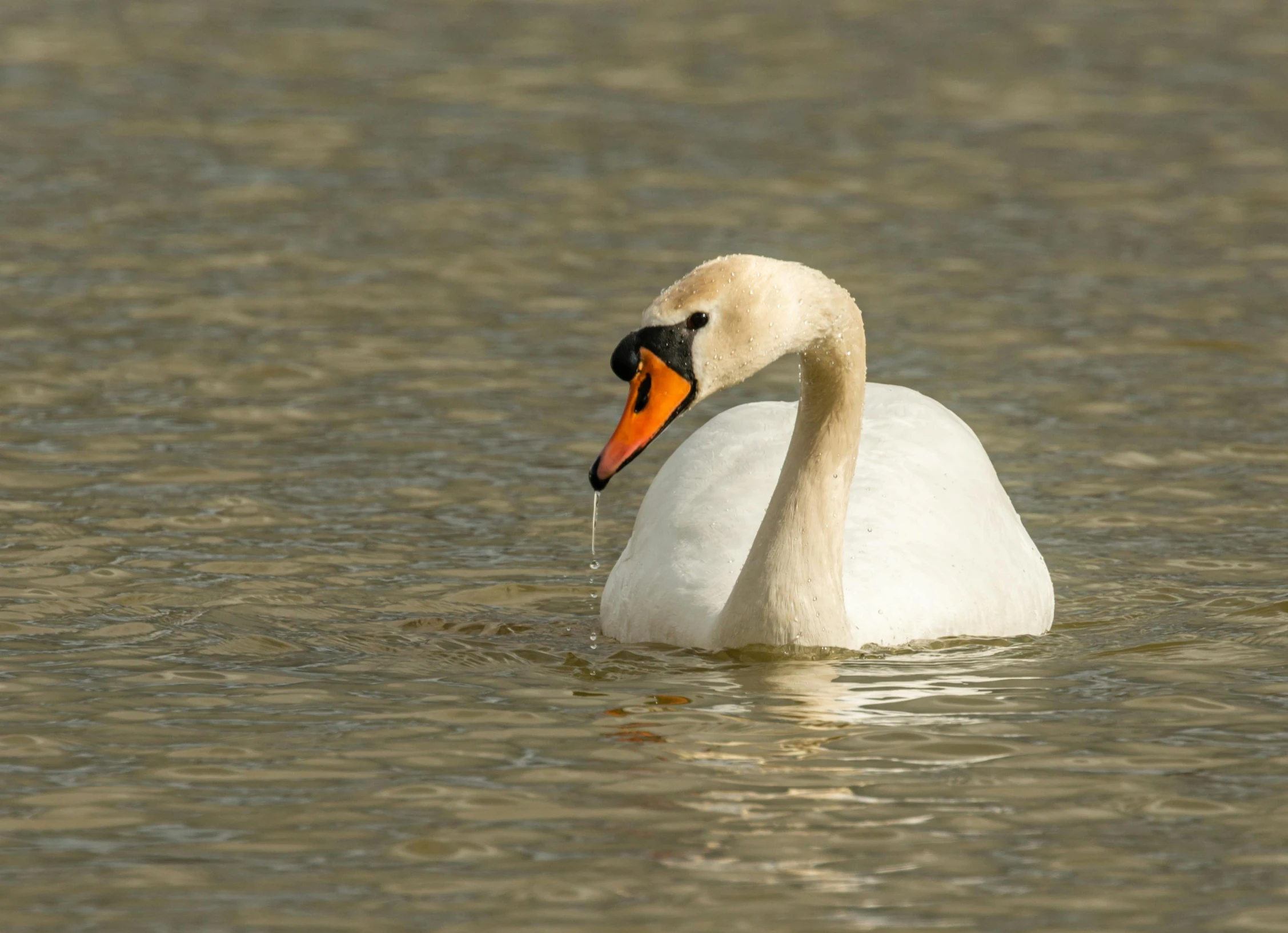 a swan swimming in a body of water