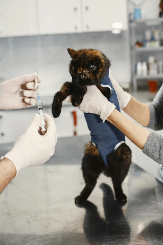 someone holding an item up to a cat while wearing some gloves