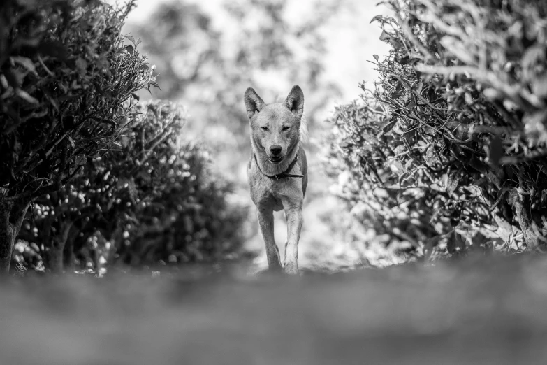 a wolf looking at the camera through bushes