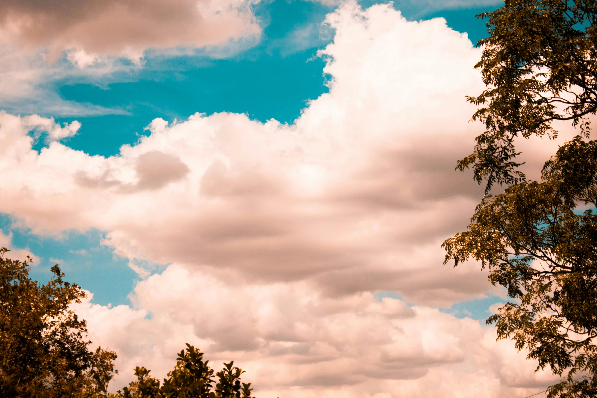 some trees and clouds in the sky