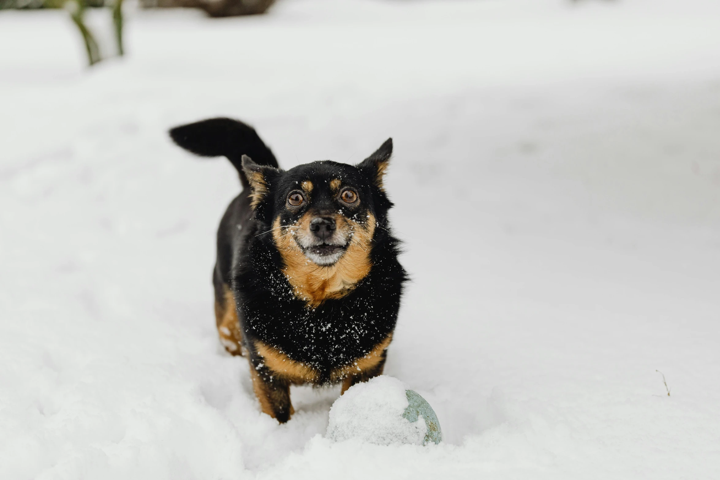 a small black and tan dog playing in the snow