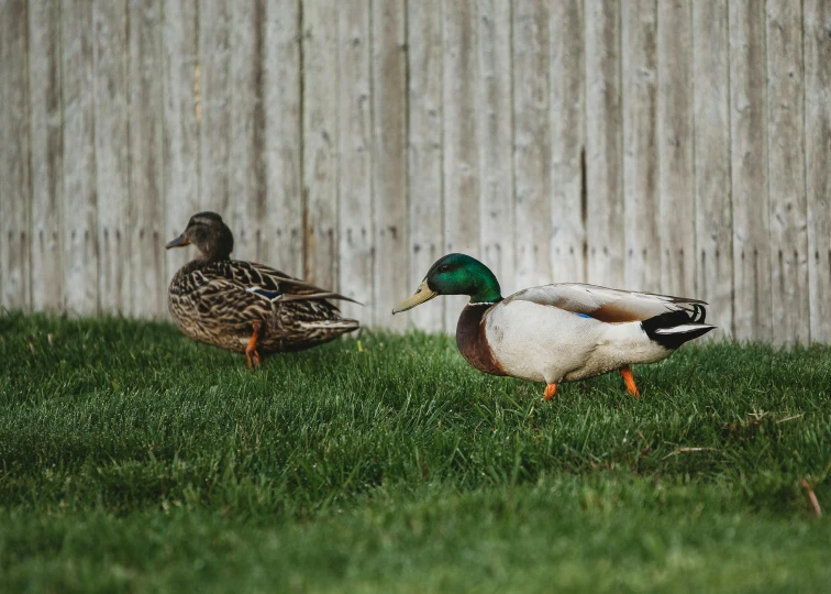 two ducks stand side by side on the grass