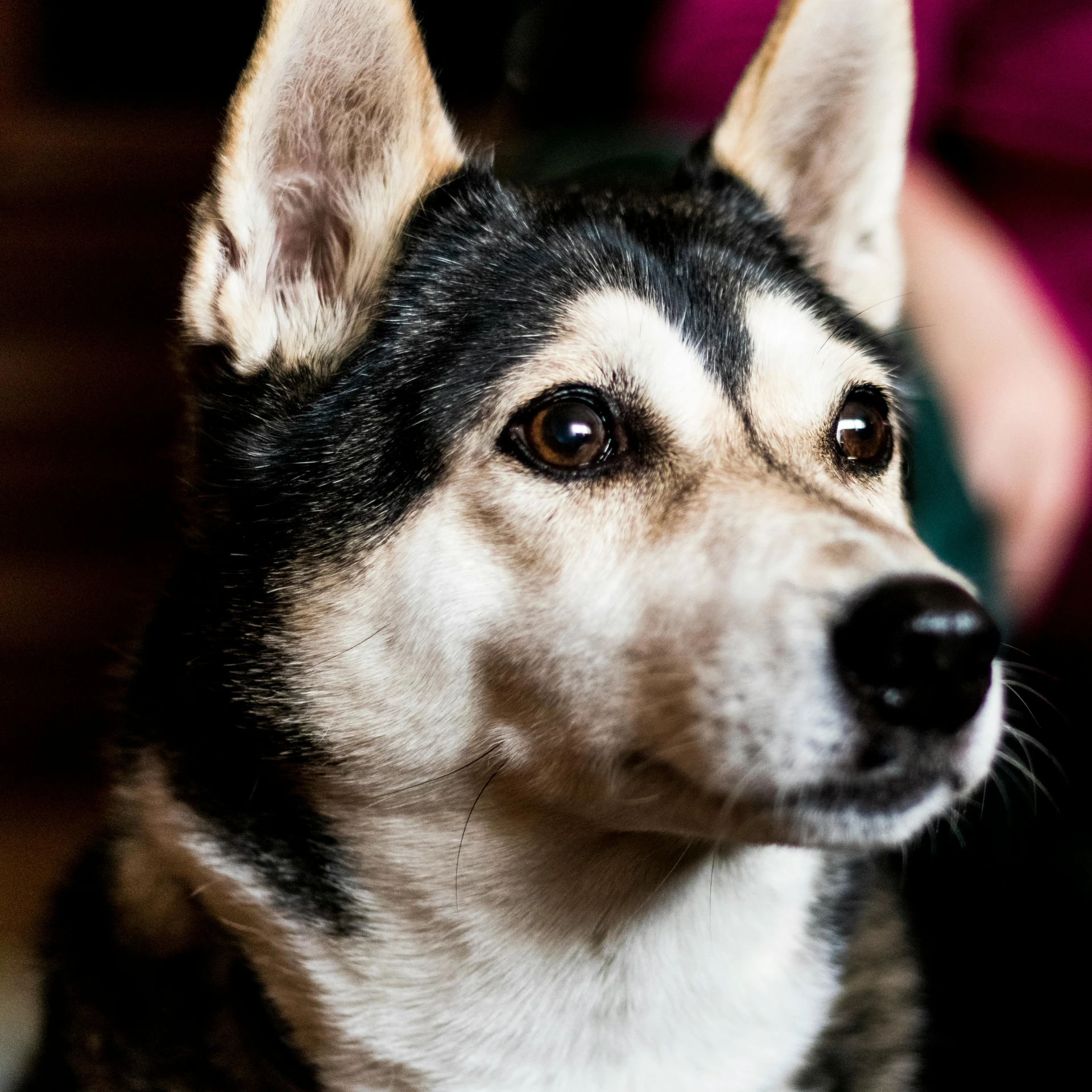 a close - up of a dog staring at soing