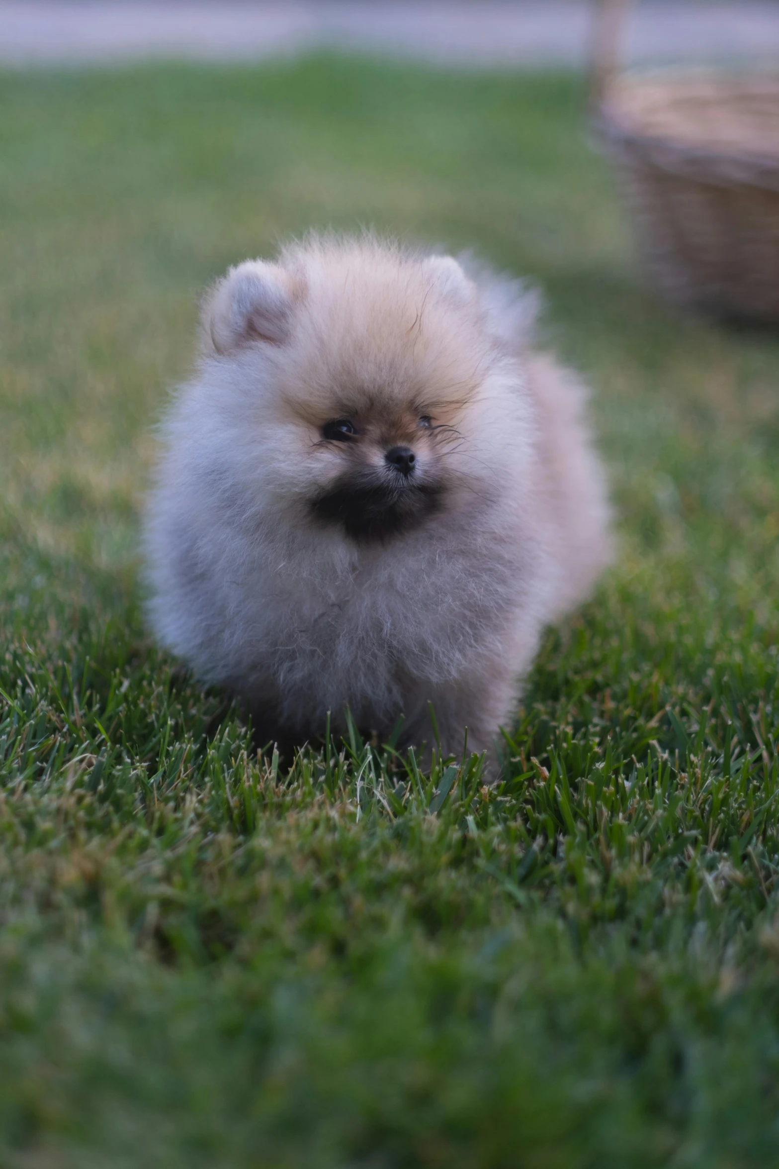 a small white and brown dog laying in grass