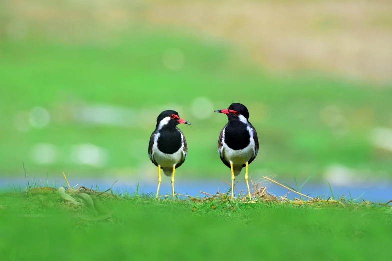 a couple of birds standing on top of a lush green hillside