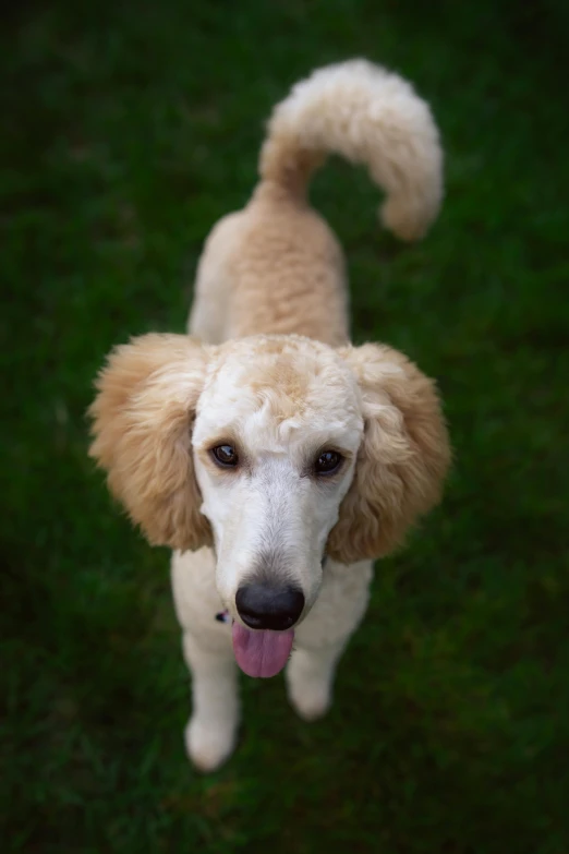 a poodle with its tongue hanging out