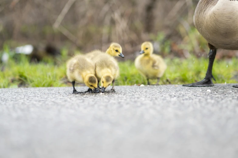 three ducklings are on the pavement near a bigger duckling