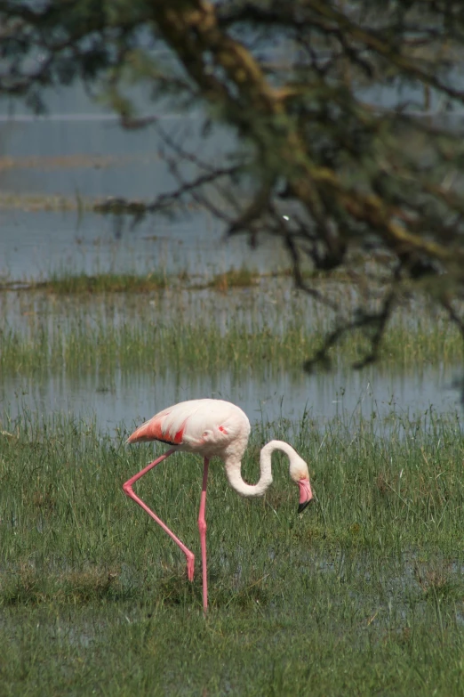 a flamingo is standing in a grassy area near the water