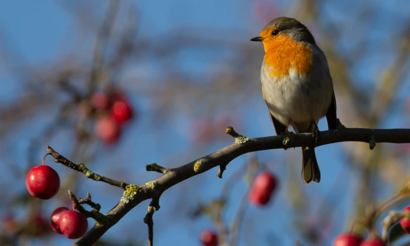 a bird is perched on the top of a small tree nch