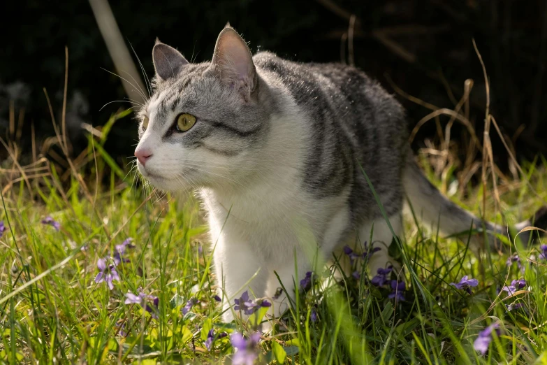 a cat is sitting in the grass with purple flowers