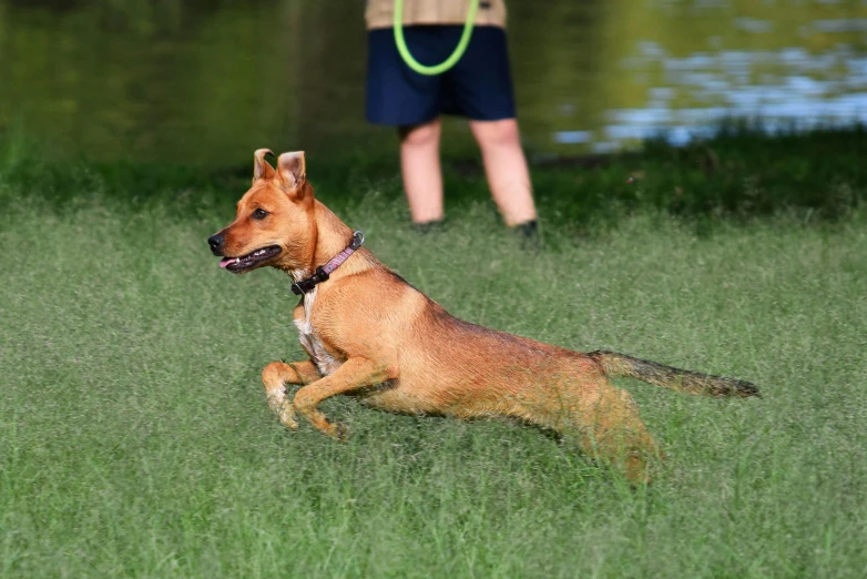 dog running in the grass near a lake