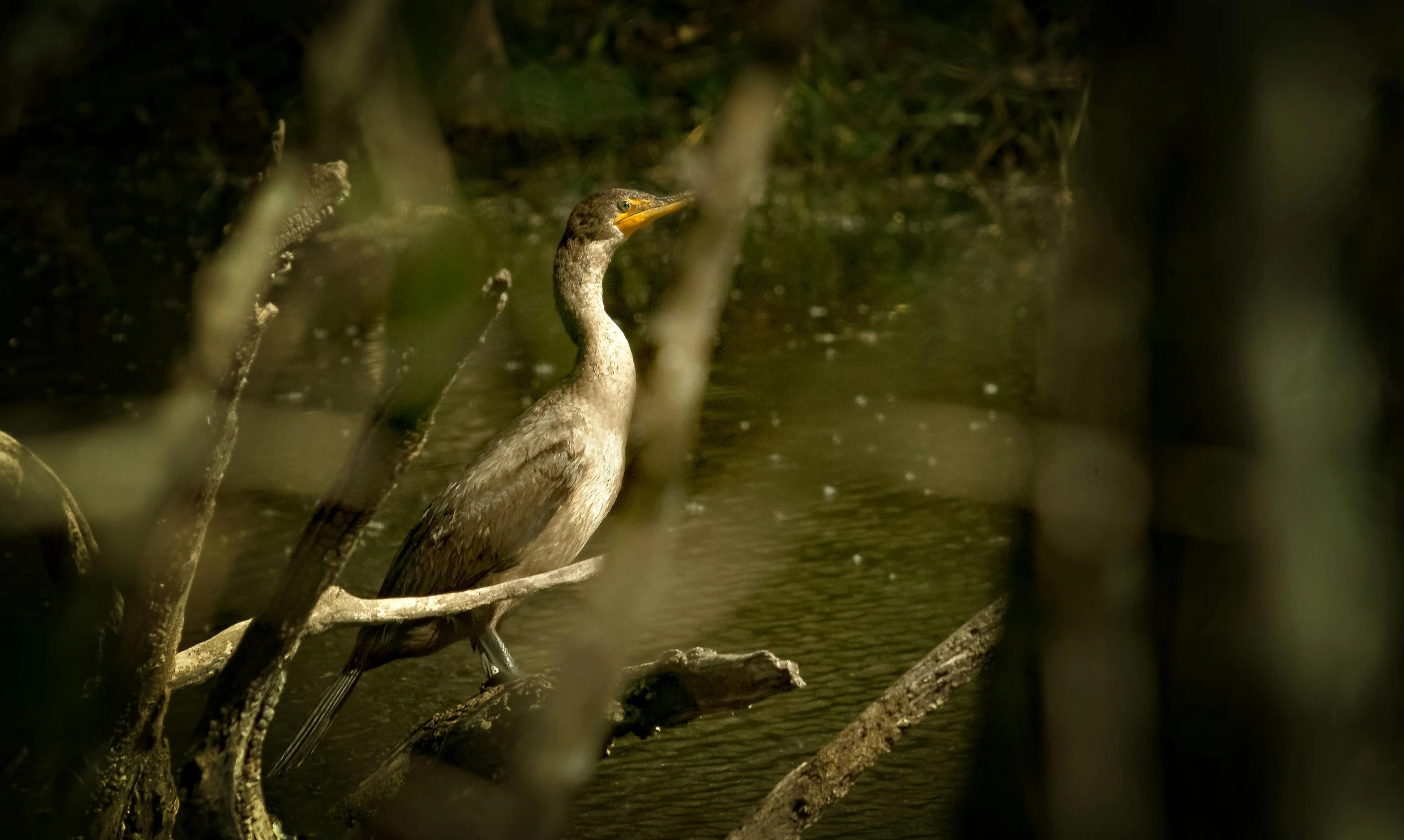 a duck with a long neck and yellow beak standing in a pond