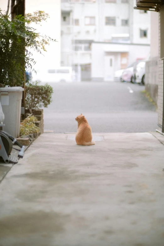 a small brown cat sitting on top of a sidewalk