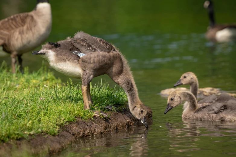 ducklings are gathered on the bank of a lake