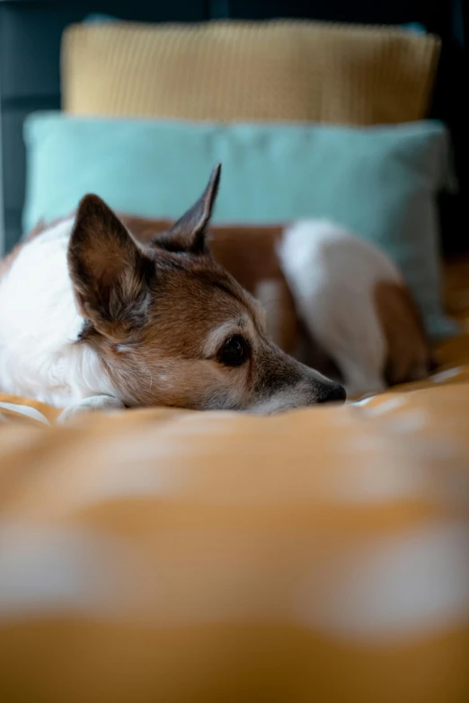 dog laying on bed with light colored sheets