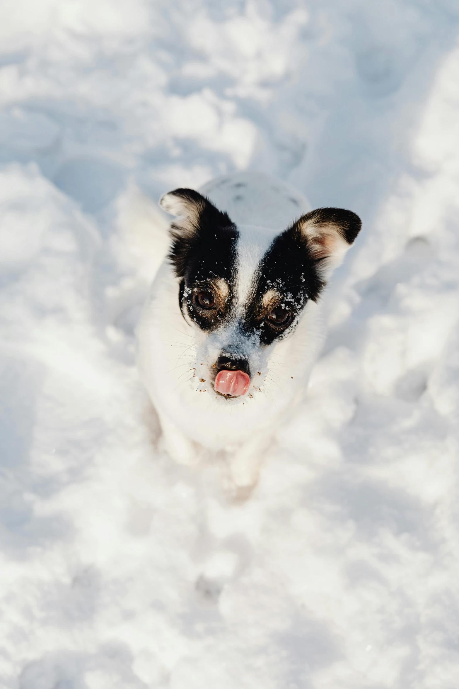 a black and white dog standing in the snow