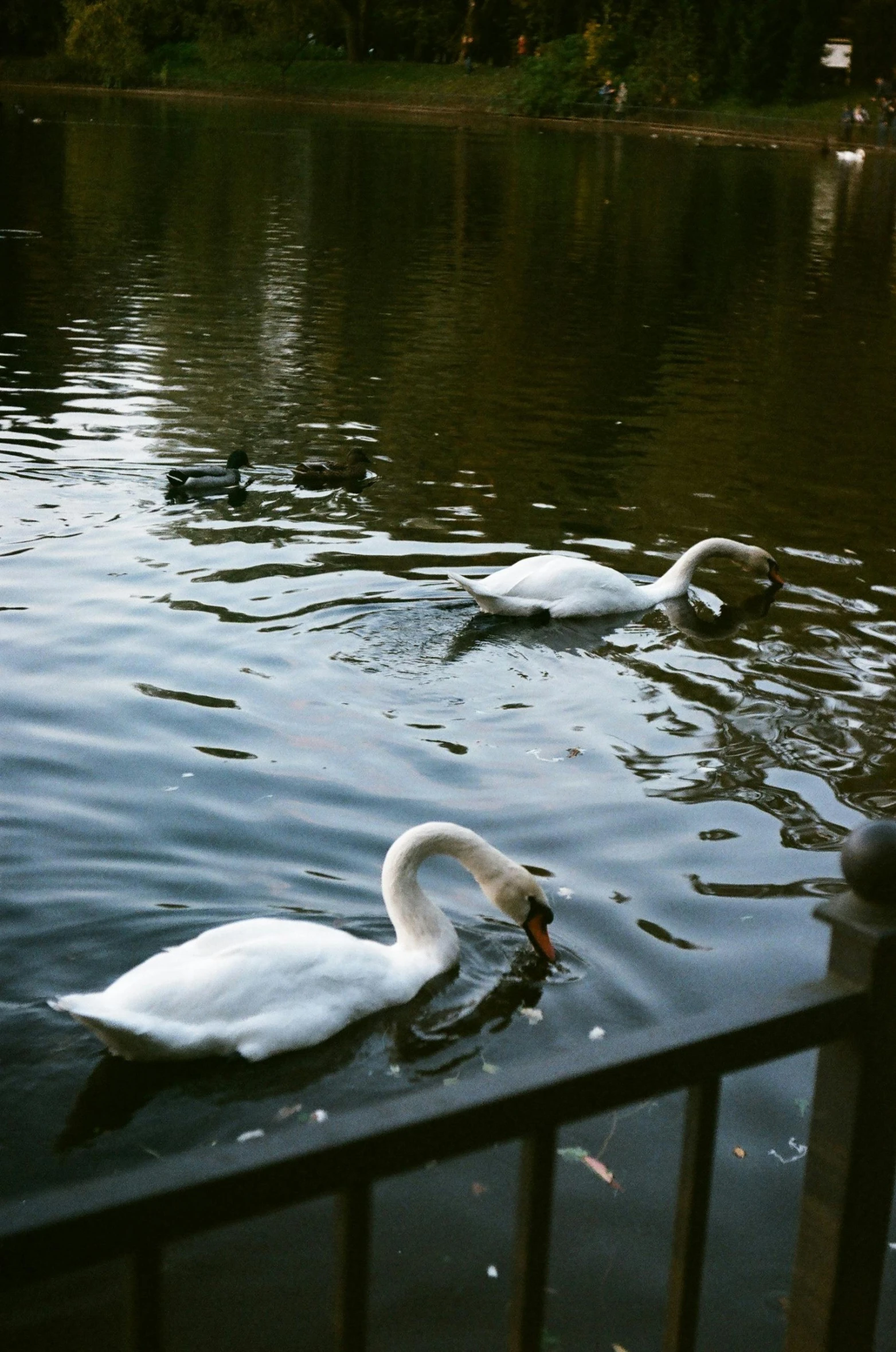 two white swans swimming in the water near a metal fence