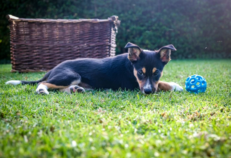 small dog laying in the grass and playing with a toy