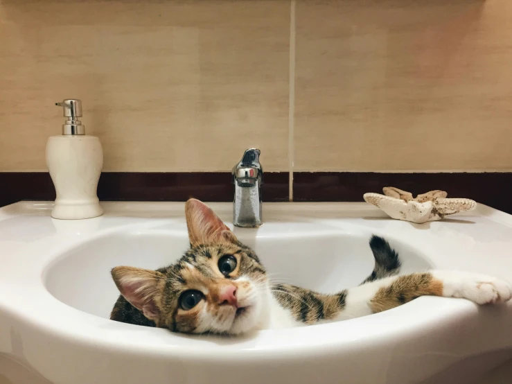 a kitten sitting in a bathroom sink next to a faucet