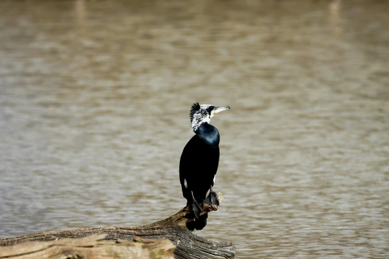 a bird sits on the end of a nch in front of a body of water