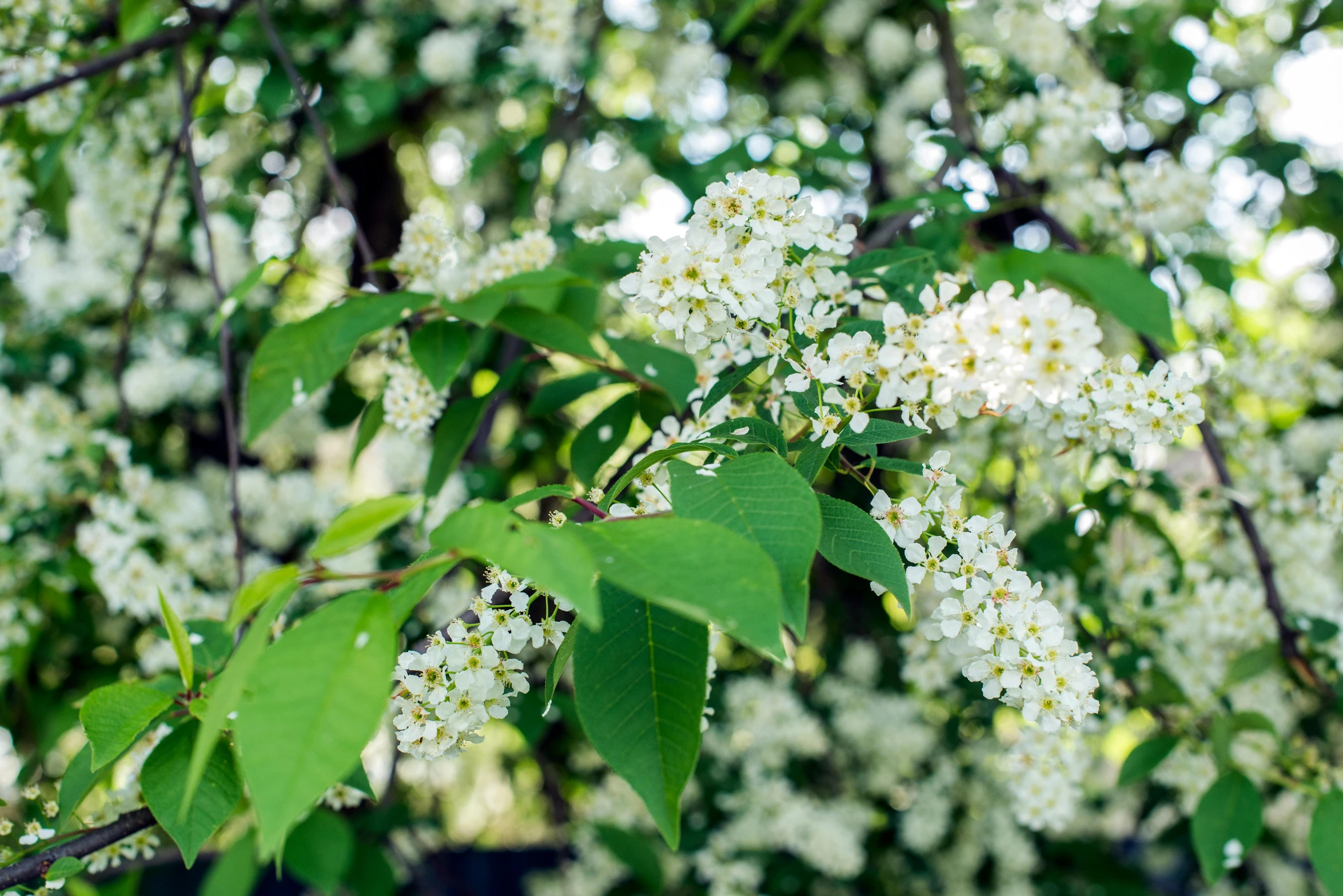 the white flowers are blooming on the tree nches