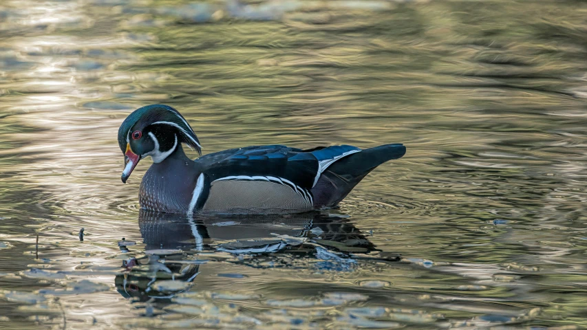 an image of a duck that is swimming in the water