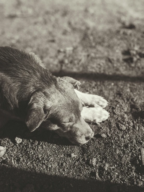 a dog laying on the ground, wearing a collar