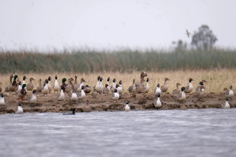 a group of ducks standing on the side of a river