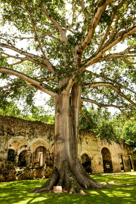 a huge tree standing between two large ruins