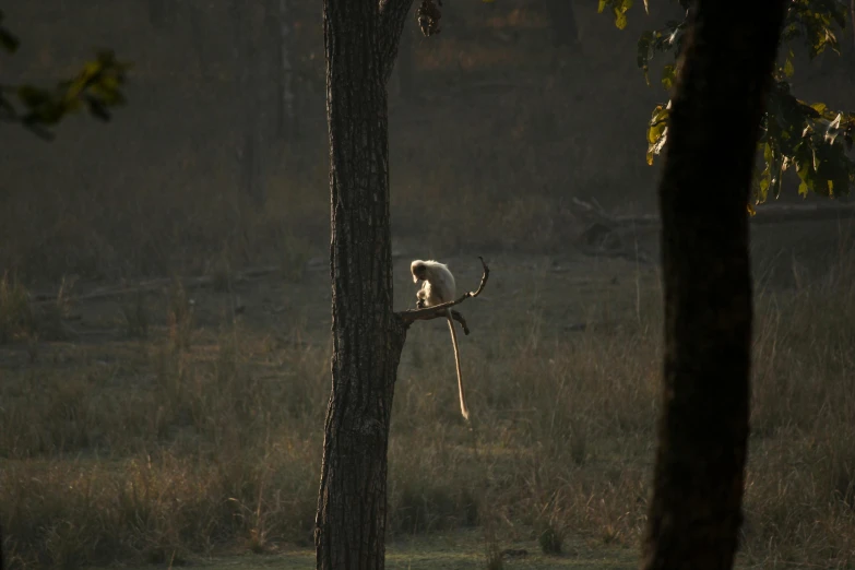 a long - legged monkey sits in a tree and looks around