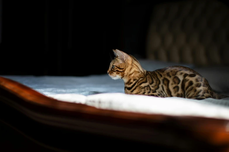 a striped cat sitting on a mattress staring down