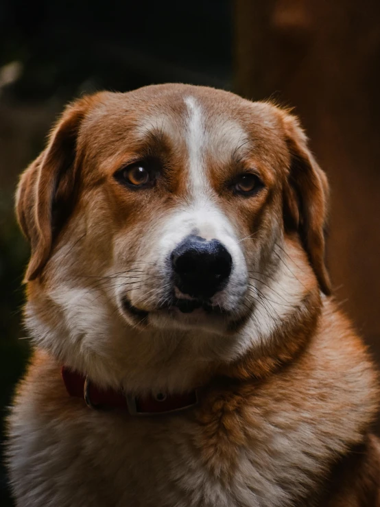 a dog is staring at the camera