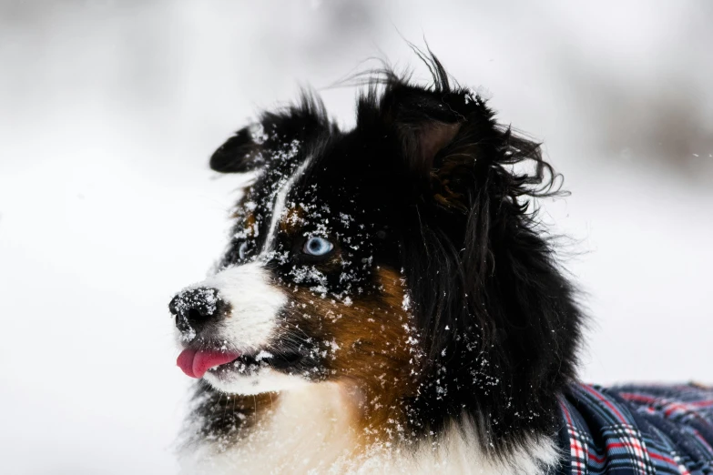 a small brown and white dog is in the snow