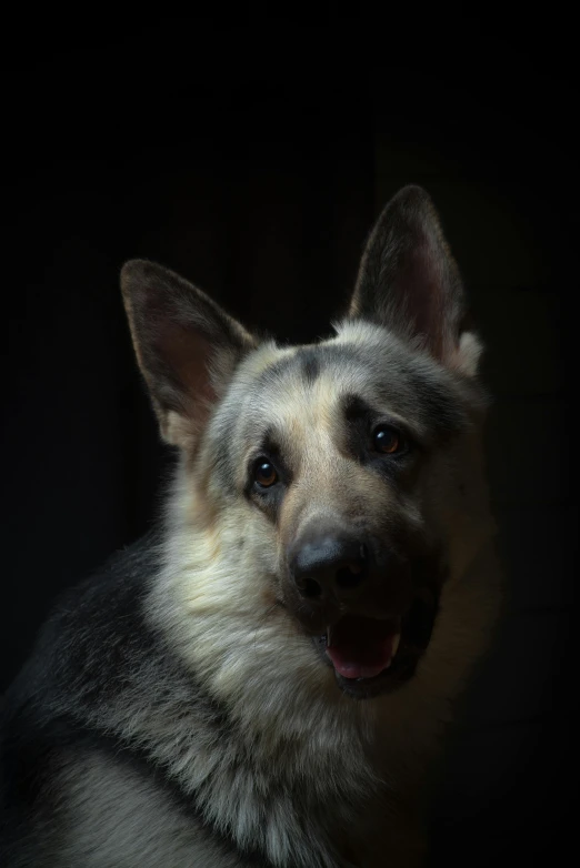 a dog is smiling in the dark with his tongue out